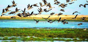 鄱陽湖文學作家群，是以挖掘鄱陽湖地域文化為背景，弘揚鄱陽湖地域文學為己任的專業(yè)文學創(chuàng)作研究團隊。