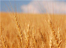 思芒學(xué)社｜重建“文學(xué)”意義的未竟之業(yè)時隔近30年，伊格爾頓又在耶魯大學(xué)出版社推出了《文學(xué)事件》一書……[詳細]