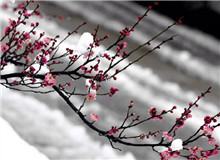 惠忠庵讀書夜｜活在珍貴的人間：一次關(guān)于詩歌的細讀“好像有樹葉在門前燃燒，而抱回的柴禾里有水珠滴落……”[詳細]