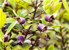 莫賢：如何寫好扶貧故事寫作有法，但無定法。我簡單談?wù)劇讹踊ㄩ_》的一些創(chuàng)作思路，與大家分享……[詳細(xì)]