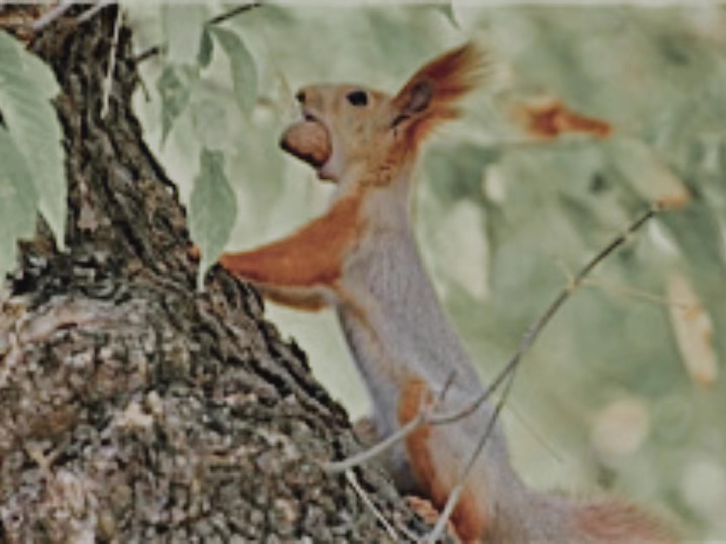 【輯一】南部山區(qū)：核桃林卸了重負，松鼠用尾巴戰(zhàn)斗你何時到南山來/我想請你指揮一個漫山遍野的樂隊/在這里寫詩，寫壞了也值[詳細]