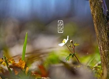 《春分》春分了，天氣漸漸暖起來。草木萬物都生發(fā)了，空氣里里濕漉漉甜絲絲的，有一股子好聞的泥土腥味兒。[詳細]