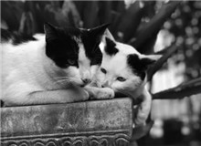 葉彌手記　　真正的解放是認識到自身的能力有多少，并且接受。一個人接受了自己，就自由了。[詳細]