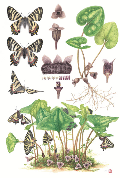 　博物繪畫(huà)《中華虎鳳蝶和杜衡》，作者李聰穎。 　　《博物》雜志供圖