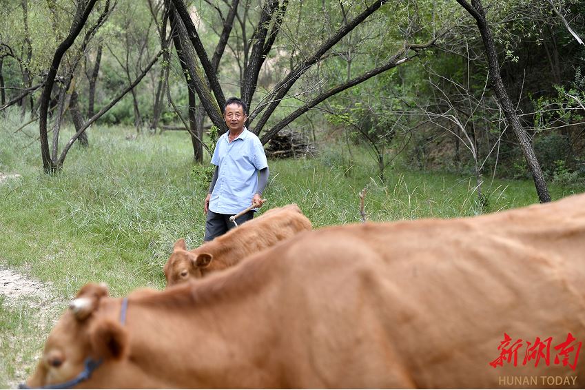 延川縣大禹街道馬家店村監(jiān)委會主任馬衛(wèi)軍在山上放牛。