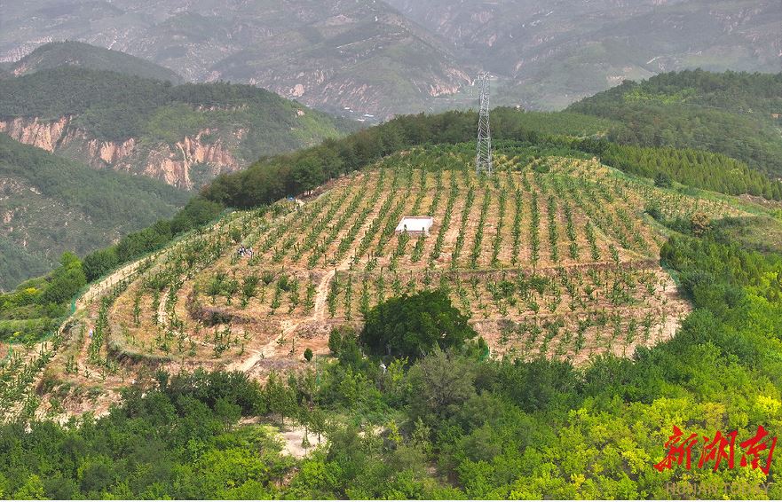 延川縣大禹街道馬家店村的櫻桃園。