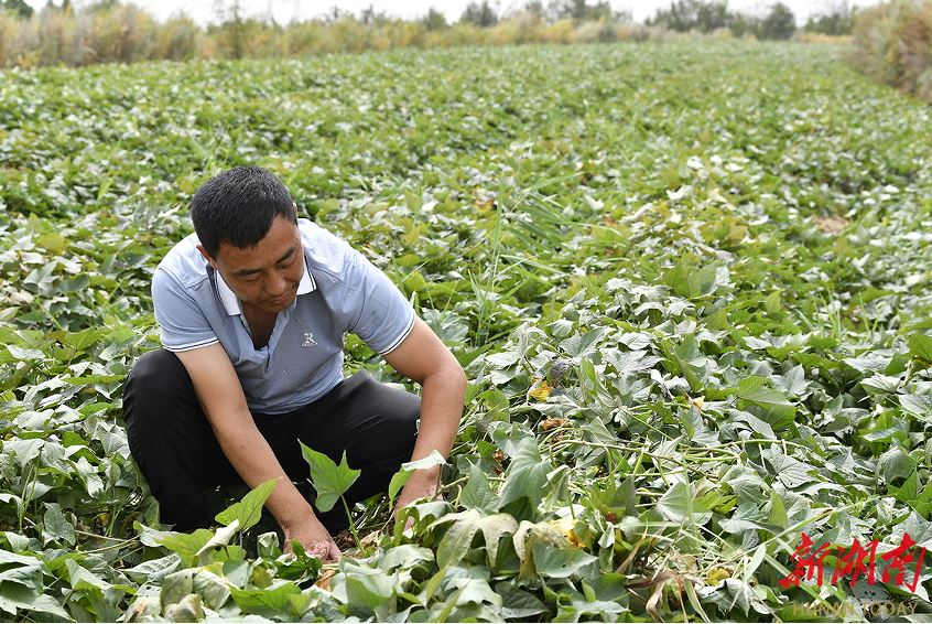 延川縣大禹街道馬家店村村支書郝崗在查看紅薯長勢。