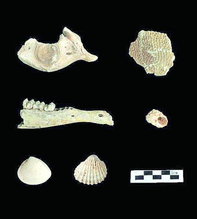 福建平潭殼丘頭遺址出土動物遺存。國家文物局供圖