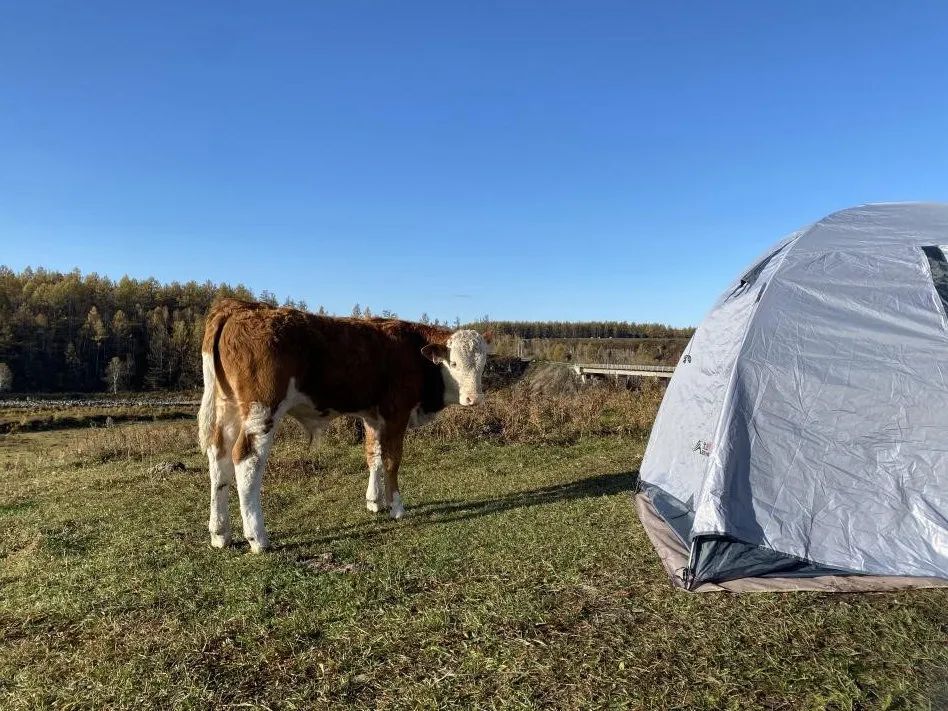 不凍河岸邊的小牛。會動的活人比帳篷中的未知更令它好奇，人類卻相反。