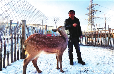 羊正與小梅花鹿玩耍。 程煜 攝