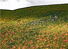 謳歌生命　　鳥類的一生，無比艱難，九死一生。但它們永遠(yuǎn)樂觀，不悲苦。鳥類有著人類一樣偉大的愛，為了家族，可以犧牲自己。[詳細(xì)]