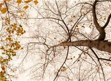 樸素之語(yǔ)盡寫萬物卑微之美　　“深山多古木多闊葉木，多山泉。”短短的這句話，蘊(yùn)藏了六年的足跡與情感。[詳細(xì)]