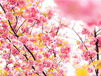 2025年度報(bào)告文學(xué)：觸摸中國(guó)心跳 記錄人間煙火